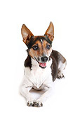 DOG 02 PE0010 01
Jack Russell Terrier Laying On White Seamless
