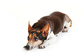 DOG 02 PE0011 01
Jack Russell Terrier Laying On White Seamless