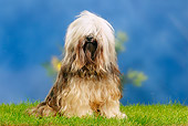 DOG 02 PE0014 01
Tibetan Terrier Sitting On Grass