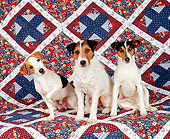 DOG 02 RK0014 11
Three Jack Russell Terriers Sitting On Quilt Background