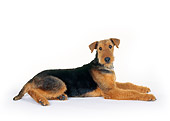 DOG 02 RK0030 02
Airedale Terrier Laying On White Seamless Studio