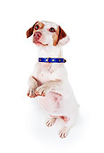 DOG 02 RK0049 03
Jack Russell Terrier Standing On Hind Feet On White Seamless