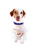 DOG 02 RK0049 06
Jack Russell Terrier Standing On Hind Feet On White Seamless