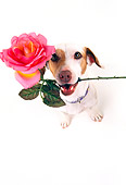 DOG 02 RK0050 07
Wide Angle Of Jack Russell Terrier With Rose In Mouth White Seamless Background