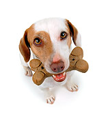 DOG 02 RK0051 01
Wide Angle Of Jack Russell Terrier With Bone In Mouth White Seamless