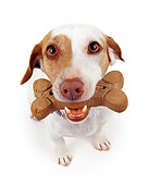 DOG 02 RK0051 03
Wide Angle Of Jack Russell Terrier With Bone In Mouth White Seamless