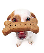 DOG 02 RK0052 01
Wide Angle Of Jack Russell Terrier Touche With Bone On Nose White Seamless