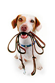 DOG 02 RK0058 03
Wide Angle Of Jack Russell Terrier Touche Sitting With Leash In Mouth On White Seamless Background