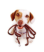 DOG 02 RK0058 08
Wide Angle Of Jack Russell Terrier Touche Sitting With Leash In Mouth On White Seamless Background