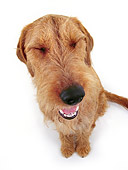 DOG 02 RK0063 02
Airedale Terrier Sitting White Seamless Studio