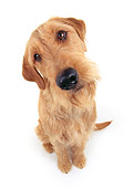 DOG 02 RK0063 20
Airedale Terrier Sitting White Seamless Studio