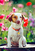 DOG 02 RK0075 09
Jack Russell Terrier Sitting With Flower In Mouth Facing Camera