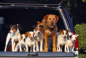 DOG 02 RK0090 04
Jack Russell Terriers And Mix Breed Standing In Back Of Truck