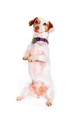 DOG 02 RK0120 13
Jack Russell Terrier Begging On White Seamless Studio