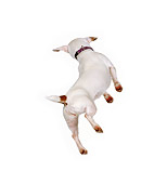 DOG 02 RK0123 01
Jack Russell Terrier Touche Jumping In Air Back Turned On White Seamless