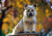 DOG 02 RK0173 09
Cairn Terrier Sitting On Top Of Ladder