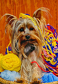 DOG 02 RK0224 02
Yorkshire Terrier Sitting In Basket Of Yarn Facing Camera