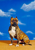 DOG 02 RK0254 01
Staffordshire Bull Terrier Sitting On Wooden Table Facing Camera Blue Sky Background
