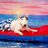 DOG 02 RK0264 06
Bull Terrier 