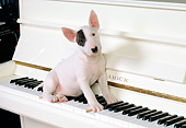 DOG 02 RK0276 09
Bull Terrier 