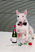 DOG 02 RK0288 16
Bull Terrier 