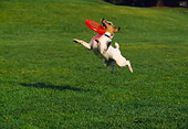 DOG 02 RK0333 27
Fox Terrier Jumping In Air Catching Frisbee At Park