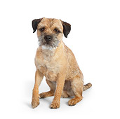 DOG 02 RK0411 01
Border Terrier Sitting On White Seamless