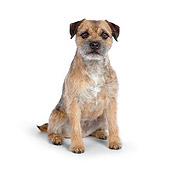 DOG 02 RK0412 01
Border Terrier Sitting On White Seamless