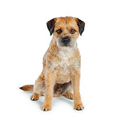 DOG 02 RK0413 01
Border Terrier Sitting On White Seamless