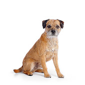 DOG 02 RK0414 01
Border Terrier Sitting On White Seamless