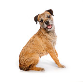 DOG 02 RK0415 01
Border Terrier Sitting On White Seamless