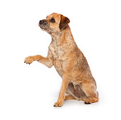 DOG 02 RK0416 01
Border Terrier Sitting On White Seamless Shaking Paw