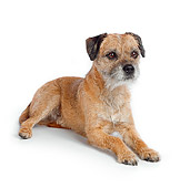 DOG 02 RK0417 01
Border Terrier Laying On White Seamless