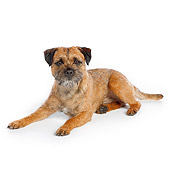 DOG 02 RK0418 01
Border Terrier Laying On White Seamless