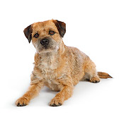DOG 02 RK0419 01
Border Terrier Laying On White Seamless