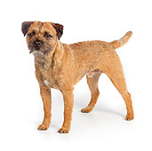 DOG 02 RK0420 01
Border Terrier Standing On White Seamless