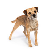 DOG 02 RK0421 01
Border Terrier Standing On White Seamless