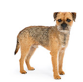 DOG 02 RK0422 01
Border Terrier Standing On White Seamless