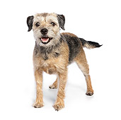 DOG 02 RK0423 01
Border Terrier Standing On White Seamless
