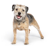 DOG 02 RK0424 01
Border Terrier Standing On White Seamless