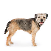 DOG 02 RK0425 01
Border Terrier Standing On White Seamless