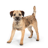 DOG 02 RK0426 01
Border Terrier Standing On White Seamless