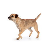 DOG 02 RK0427 01
Border Terrier Walking On White Seamless