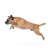 DOG 02 RK0428 01
Border Terrier Leaping On White Seamless
