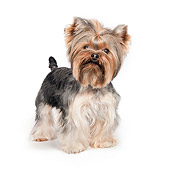 DOG 02 RK0431 01
Yorkshire Terrier Standing On White Seamless