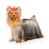 DOG 02 RK0432 01
Yorkshire Terrier Standing On White Seamless