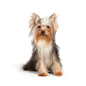 DOG 02 RK0434 01
Yorkshire Terrier Sitting On White Seamless