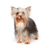 DOG 02 RK0435 01
Yorkshire Terrier Standing On White Seamless