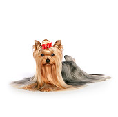 DOG 02 RK0442 01
Yorkshire Terrier Laying On White Seamless