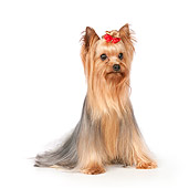 DOG 02 RK0443 01
Yorkshire Terrier Sitting On White Seamless